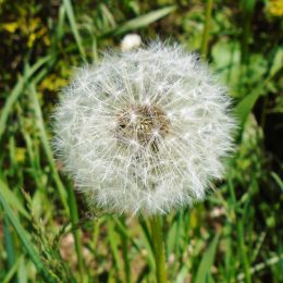 Dandelion 