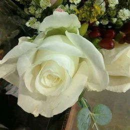 White Rose Picture