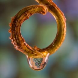 Drop hanging off a grape shoot.