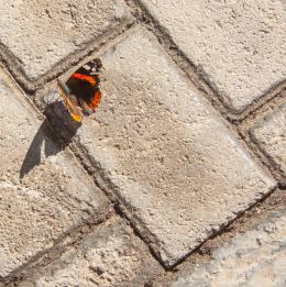 rectangular  shape with visitor