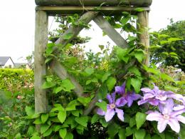 Trellis