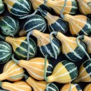 squash market source image