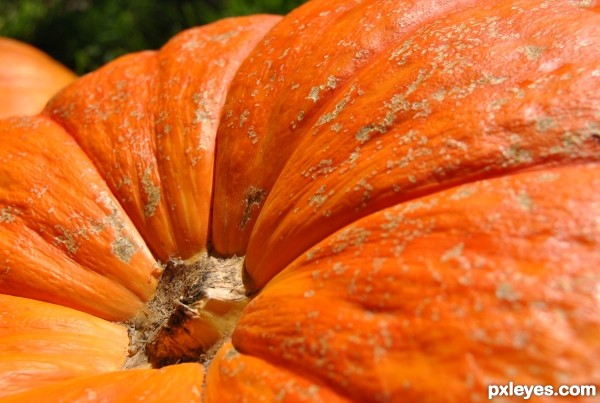 Bright Pumpkin