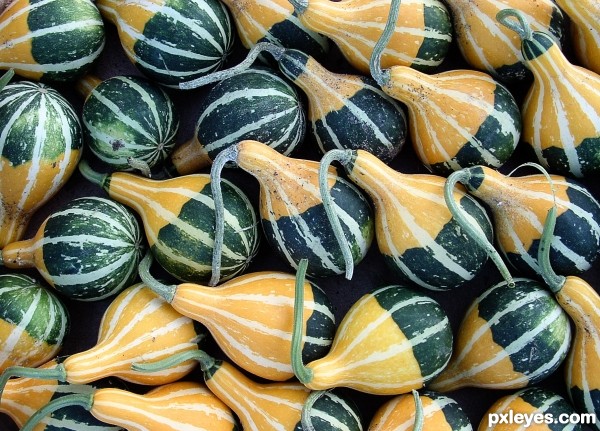 Squash market