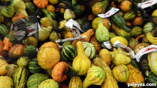 captured squash for sale