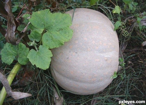 turkish pumpkin