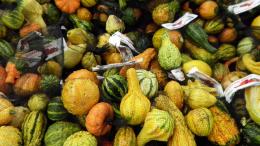 captured squash for sale