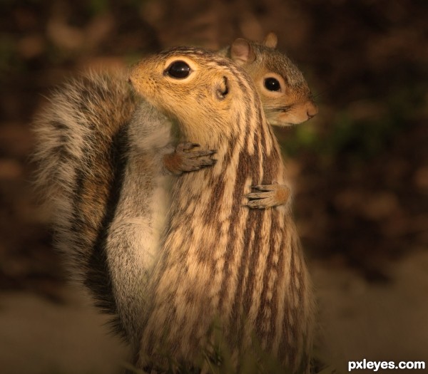 Squirrel in love