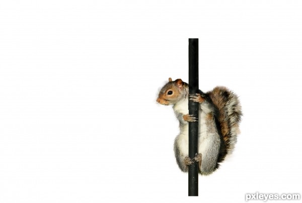 Creation of Jail House Squirrel: Step 1