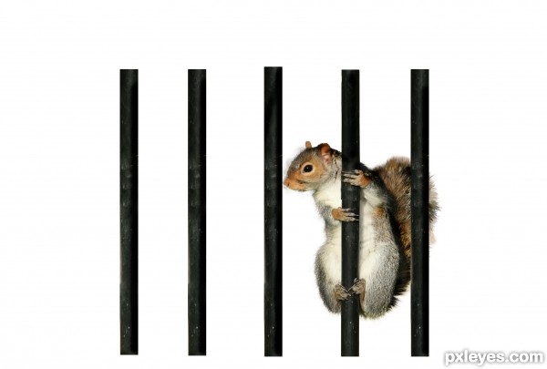 Creation of Jail House Squirrel: Step 2