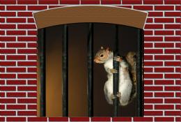 JailHouseSquirrel