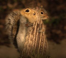 Squirrel in love