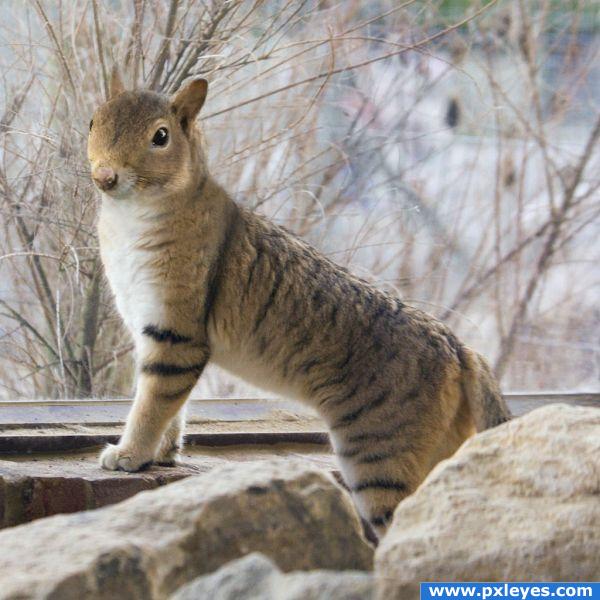 Catsquirrel