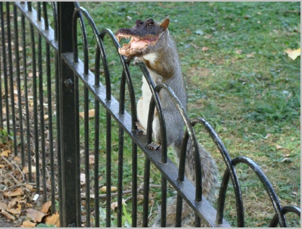 Creation of Not quite New York Zoo...: Step 1