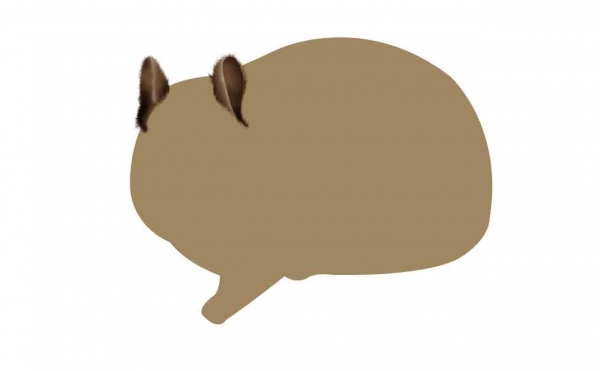 Creation of Chipmunk: Step 1