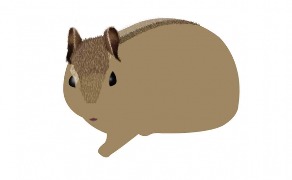 Creation of Chipmunk: Step 3