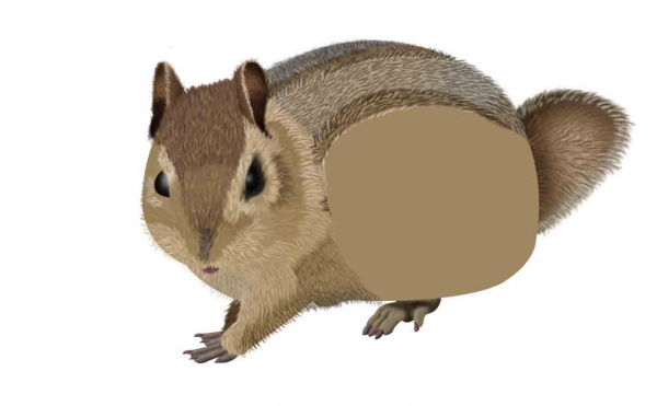 Creation of Chipmunk: Step 5