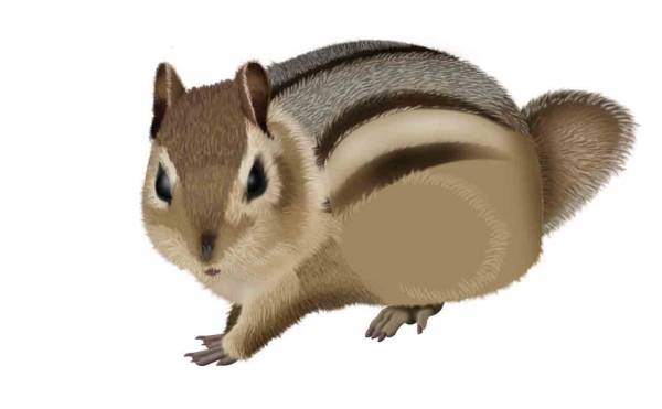 Creation of Chipmunk: Step 6