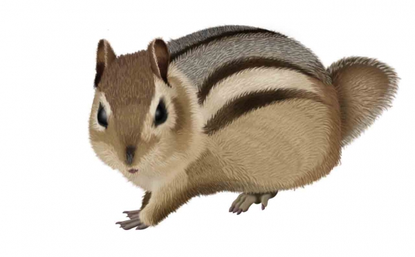 Creation of Chipmunk: Step 7