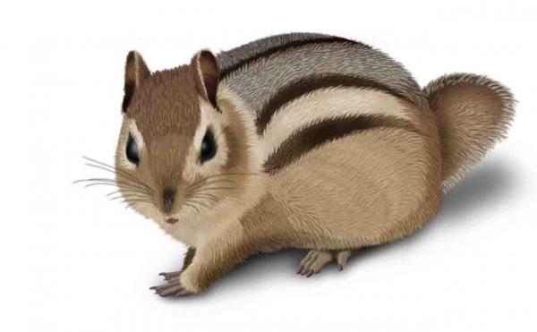 Creation of Chipmunk: Step 8