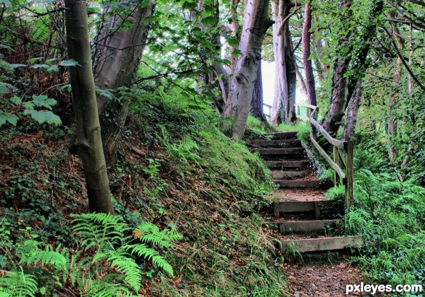 Forest steps