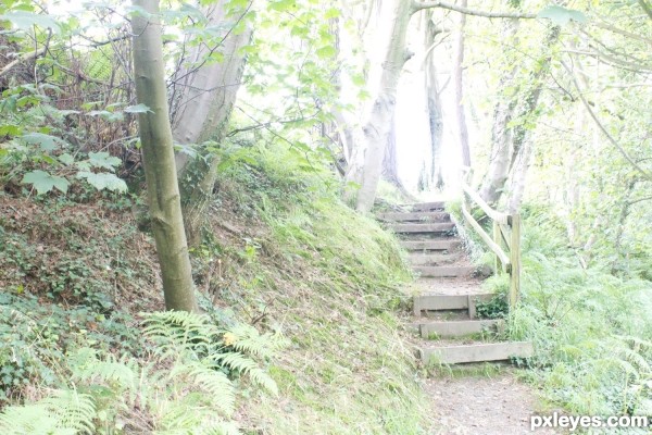 Creation of Forest steps: Step 1