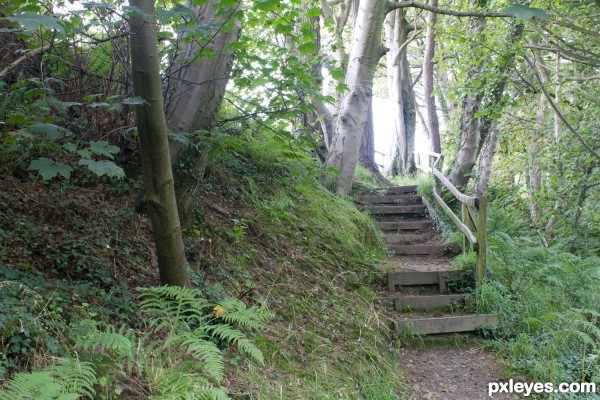 Creation of Forest steps: Step 2