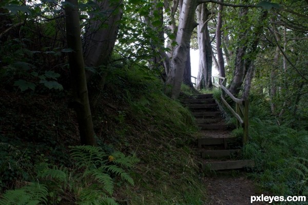 Creation of Forest steps: Step 3