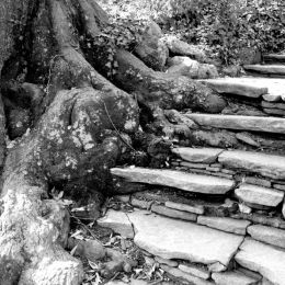 Treeclimbing