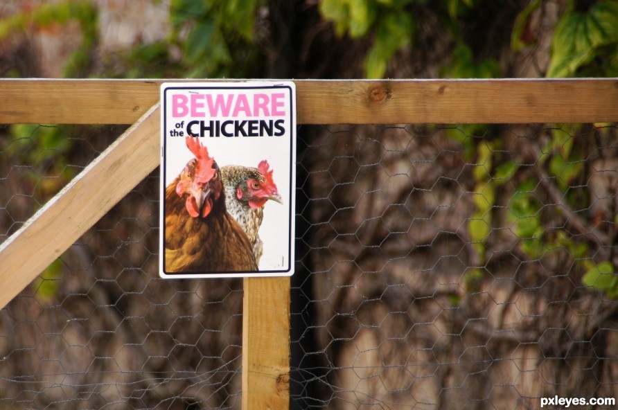 Beware of the Chikens