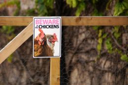 Beware of the Chikens