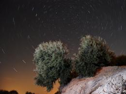 Olives at night Picture