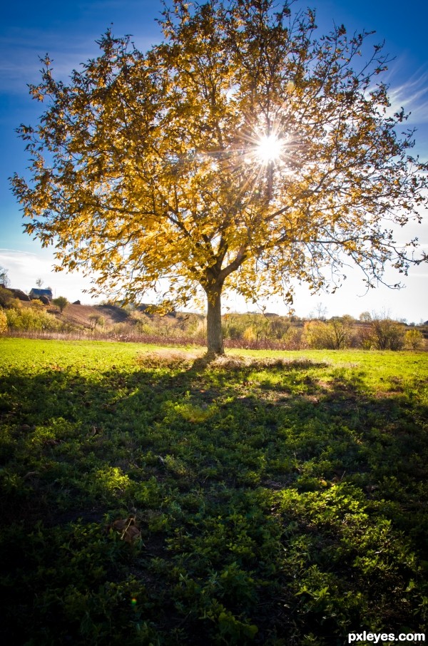 Autumn tree