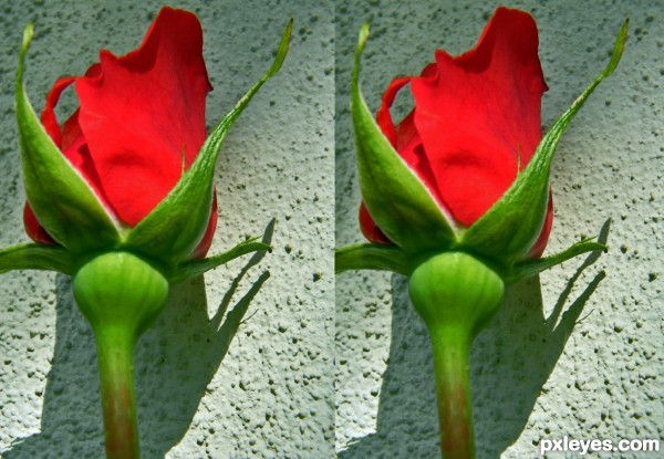 3D Rosey