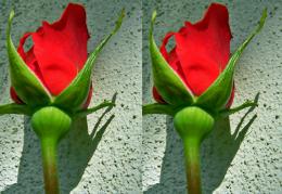 3D Rosey