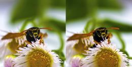 Wasp Picture