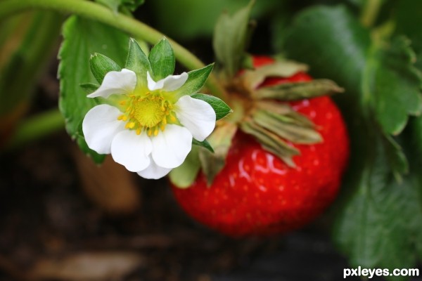 Blooming and Ripe