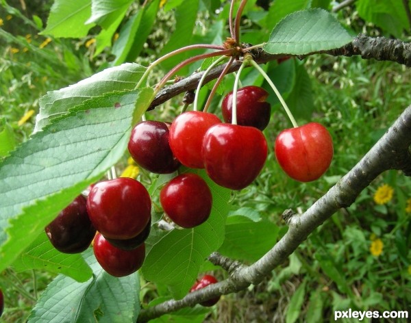 Cherries