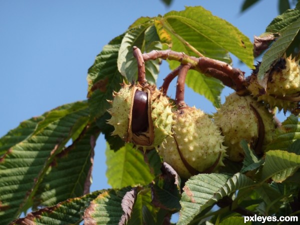 Chestnuts 