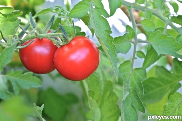 Couple of tomatoes