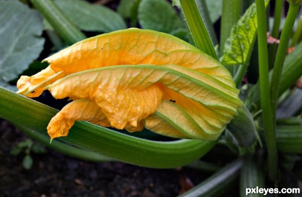 Courgettes