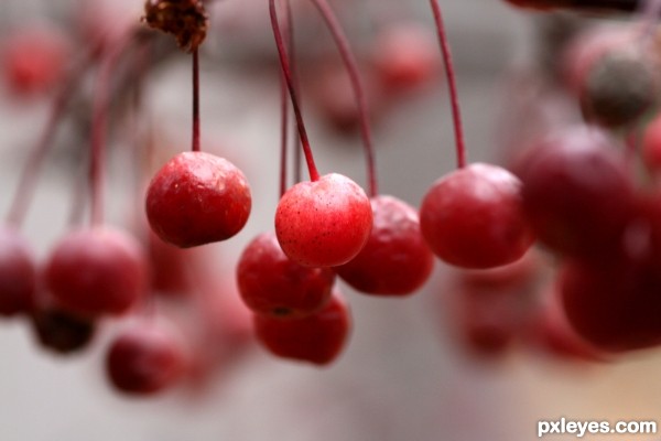 Crab Apples