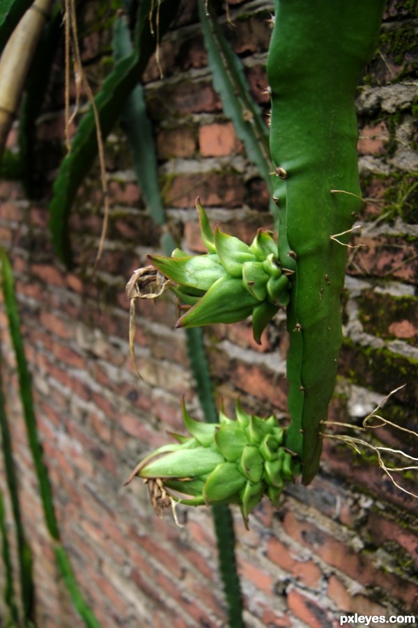 Dragonfruit