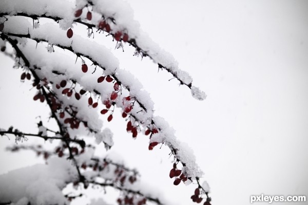 Growing in winter