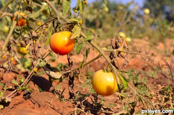 Growing organic tomato