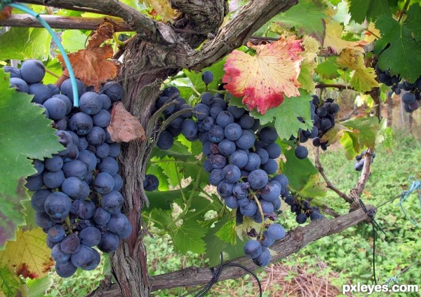 Harvest time