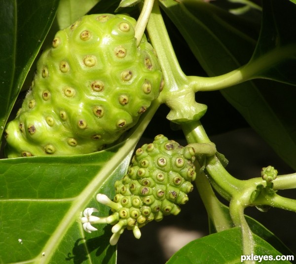 Noni Fruit