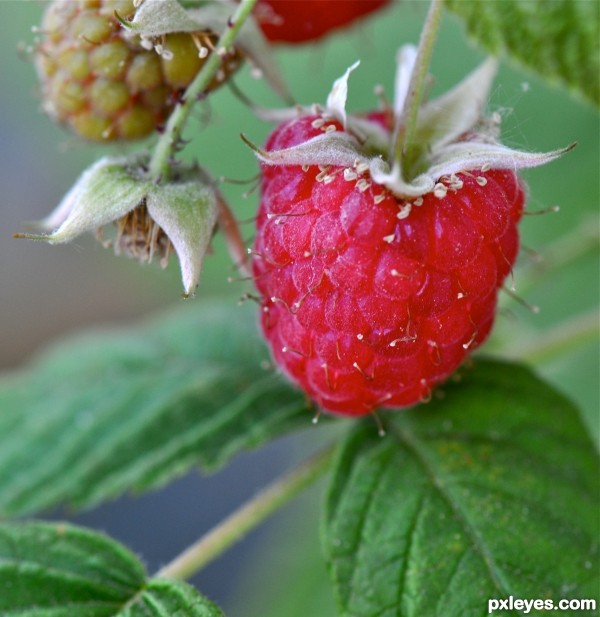 Raspberry