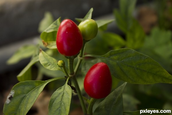 Red peppers growing