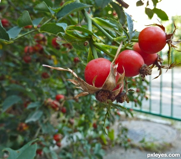 Rosehip berries